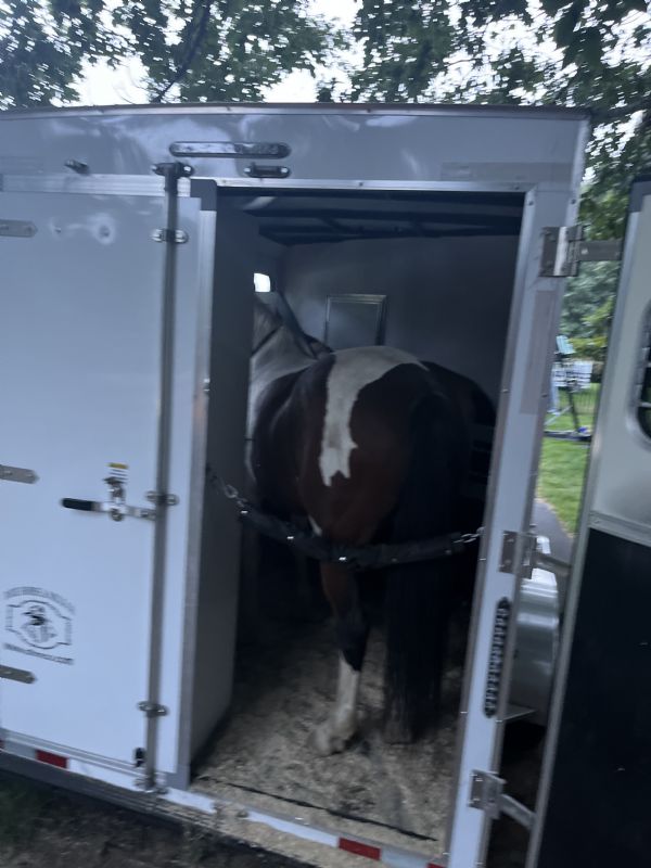 Used Horse Trailers for Sale