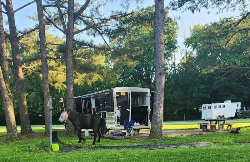 Used Horse Trailers for Sale